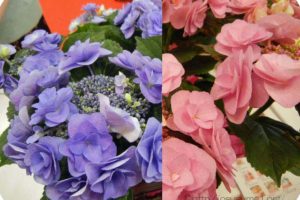 ピンクとブルーの紫陽花